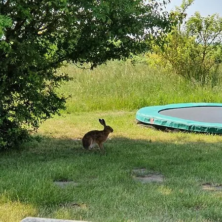 Modernes Mit Kamin, Garten Und Eigener Sauna - Meerfreude *